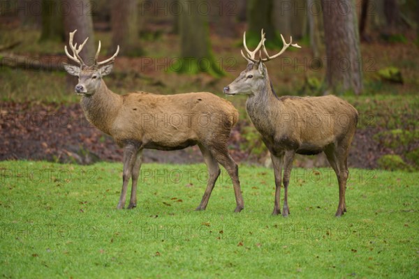 Two stags with imposing antlers standing in an autumnal forest, red deer (Cervus elaphus), Hesse, Germany
