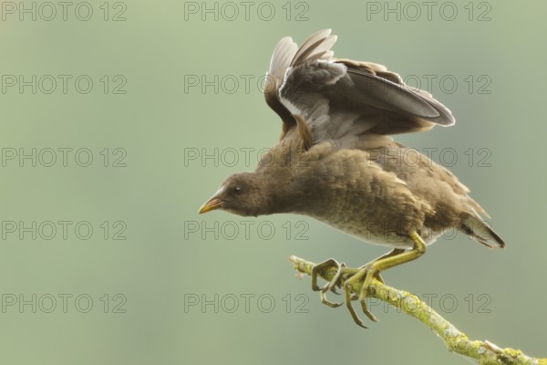 Common Moorhen (Gallinula chloropus) juvenile, North Rhine-Westphalia, Germany
