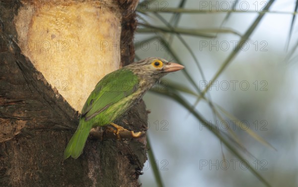 A Brown-headed Barbet (Psilopogon zeylanicus), Sreepur, Gazipur, Bangladesh