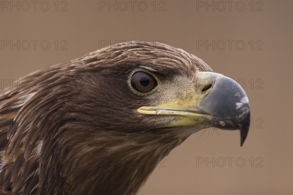 White-tailed Eagle (Haliaeetus albicilla) young, Pusztaszer, Hungary