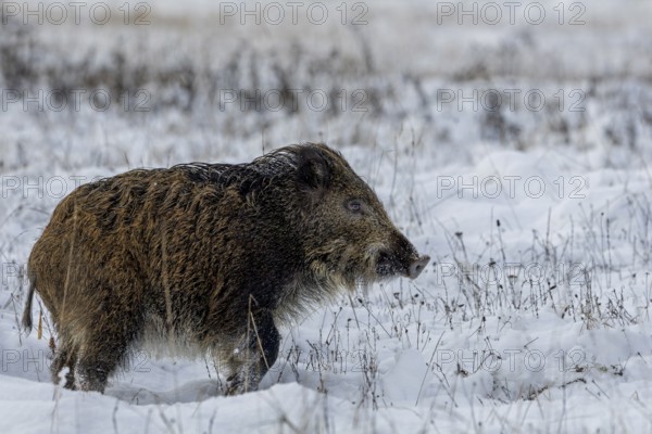 A wild boar (Sus scrofa) trudges through the snow, winter, snow, cold, baby animals, cute, November, Denmark