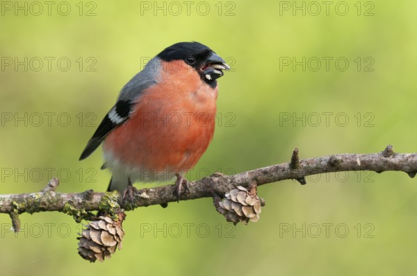 Eurasian Bullfinch (Pyrrhula pyrrhula) male perched on a branch, Lower Saxony, Germany