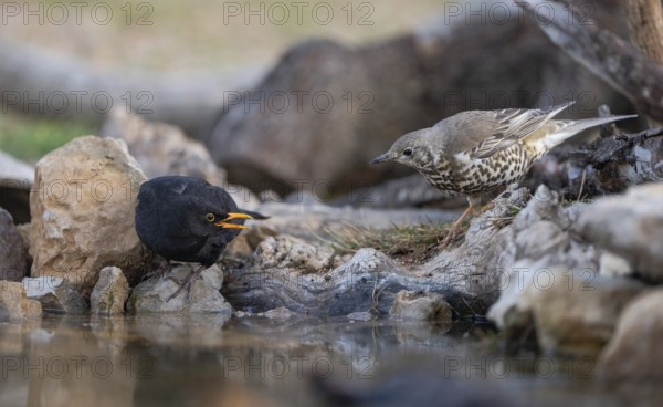 A mistle thrush and a Eurasian blackbird engage at a rocky waterhole, with the thrush looking on as the blackbird displays aggressive behavior