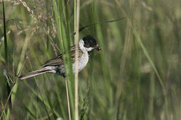 Pallas's Reed Bunting (Emberiza pallasi) male with food in beak, Dornod, Mongolia