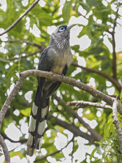 Blue-faced Malkoha (Phaenicophaeus viridirostris), Sri Lanka