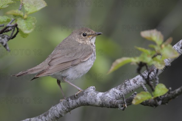 Swainson's Thrush (Catharus ustulatus), Alaska, USA