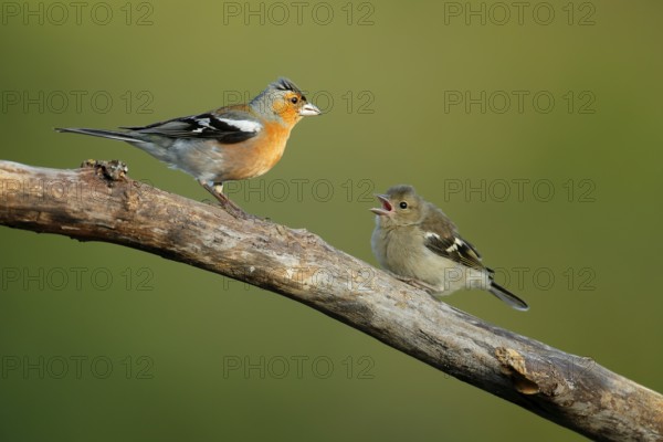 Common Chaffinch (Fringilla coelebs) male with young perched on a branch, Andalusia, Spain