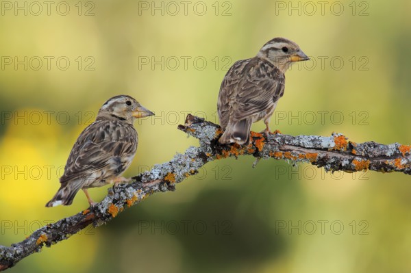 Rock Sparrow (Petronia petronia), Andalusia, Spain