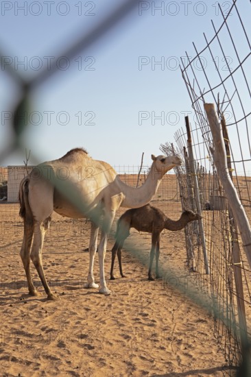 Dromedary (Camelus dromedarius) with calf, breeding station in the Wahiba Sands or Rimal Al Wahiba or Sharqiyya Sands desert, Janub ash-Sharqiyya region, Oman