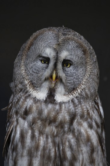 Great grey owl (Strix nebulosa) adult bird of prey head portrait, England, United Kingdom