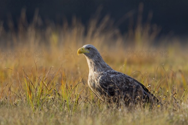 White-tailed eagle, animals, birds, birds of prey, eagle, (Haliaeetus albicill), Haliaaetus albicilla, hawk family, centrapoles, Kutno, Lodz, Poland