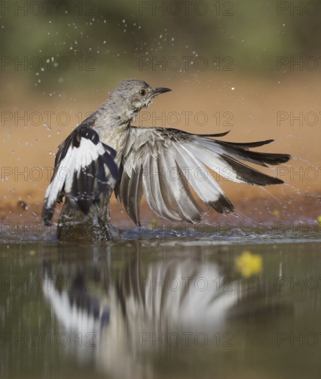 Northern Mockingbird (Mimus polyglottos) bathing, Texas, USA