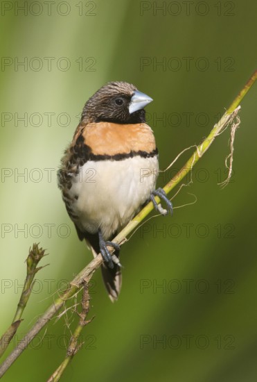 Chestnut-breasted Mannikin (Lonchura castaneothorax) perched on a twig, Queensland, Australia