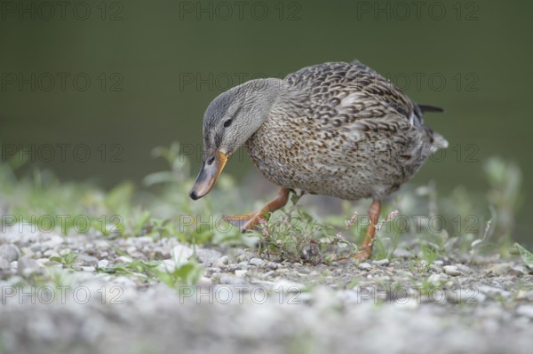 Mallard (Anas platyrhynchos) female, Thuringia, Germany