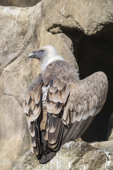 Griffon vulture (Gyps fulvus), sitting on a stone, captive, Alpine Zoo, Innsbruck, Tyrol, Austria