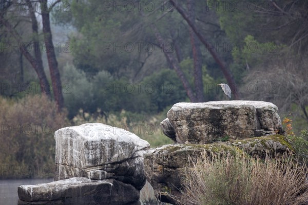 Grey Heron (Ardea cinerea), Andalusia, Spain