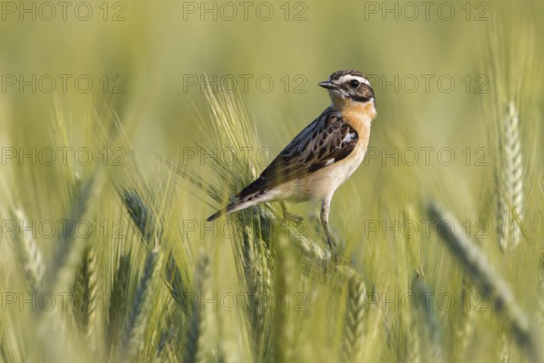Whinchat (Saxicola rubetra) male perchen in cornfield, Poland