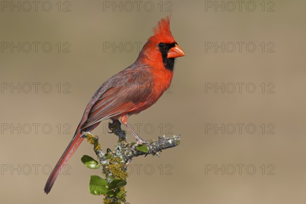 Northern Cardinal (Cardinalis cardinalis) male, Texas, USA