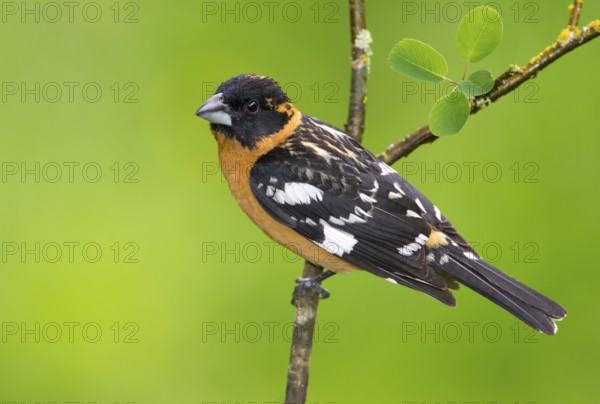 Black-headed Grosbeak (Pheucticus melanocephalus) male, British Columbia, Canada