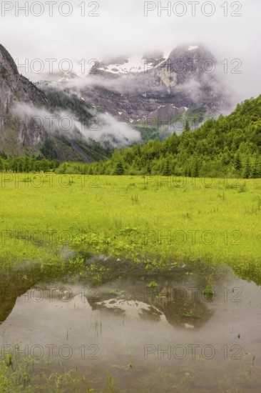 Nature conservancy area Grosser Ahornboden. Sycamore maple trees, Acer pseudoplatanus, in summer. Karwendel mountains in the background. Eng valley, Tyrol, Austria