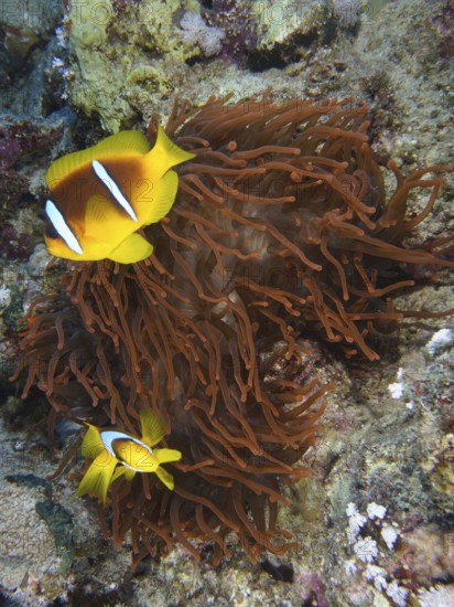 Fluorescent bubble anemone (Entacmaea quadricolor)