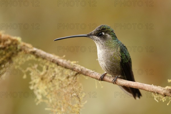 Rivoli's Hummingbird (Eugenes fulgens) female perched on a branch, Costa Rica