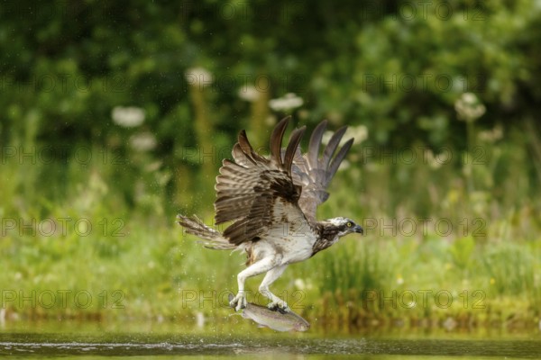 Osprey (Pandion haliaetus), fishing on lake, Cairngorms National Park, Scotland, United Kingdom