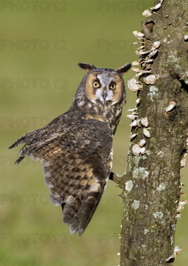 Long-eared Owl (Asio otus), Texas, USA