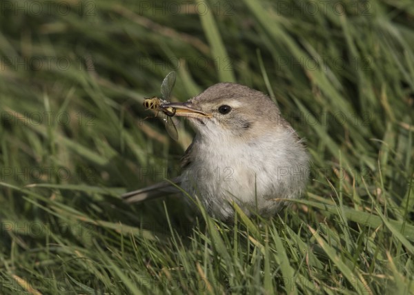 Booted Warbler (Iduna caligata) perched on a branch, Wales, United Kingdom