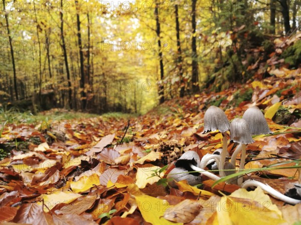 Autumn leaves cover the forest floor, small mushrooms (Coprinellus micaceus) grow on the edge of a light forest path, Franconian Forest nature park Park