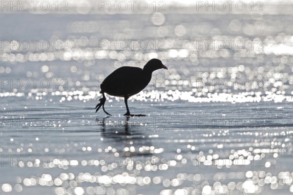 Eurasian Coot (Fulica atra) walking on ice, Bavaria, Germany