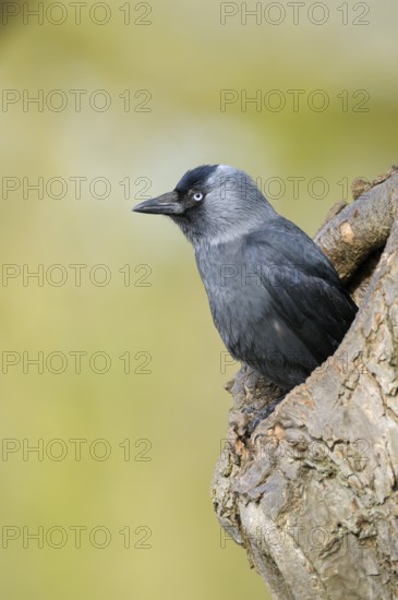 Dohle (Corvus monedula), Jackdaw, Altvogel schaut aus der Nisthoehle, beim Nestbau, April, Borken, Muensterland, Nordrhein-Westfalen, Deutschland