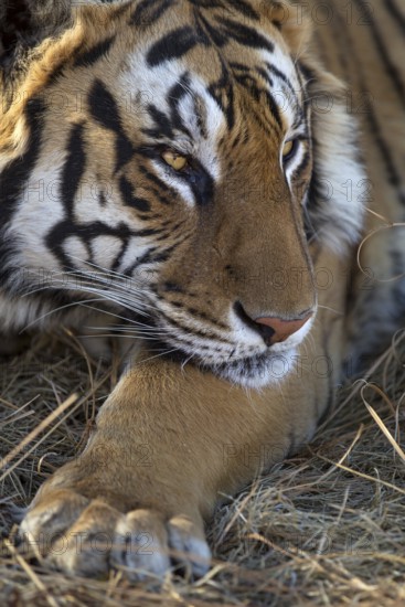 Bengal Tiger (Panthera tigris) adult portrait, captive, Philippolis, South Africa
