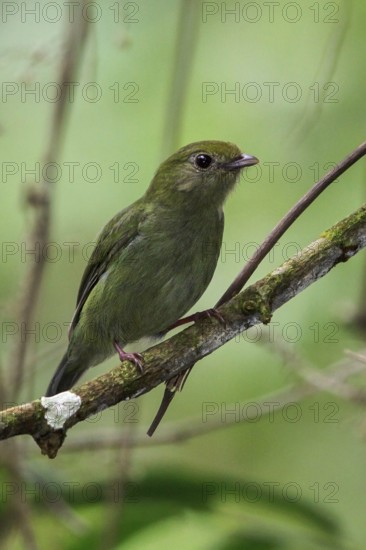 Blue Manakin (Chiroxiphia caudata) perched on a branch in the Atlantic rainforest of southeast Brazil