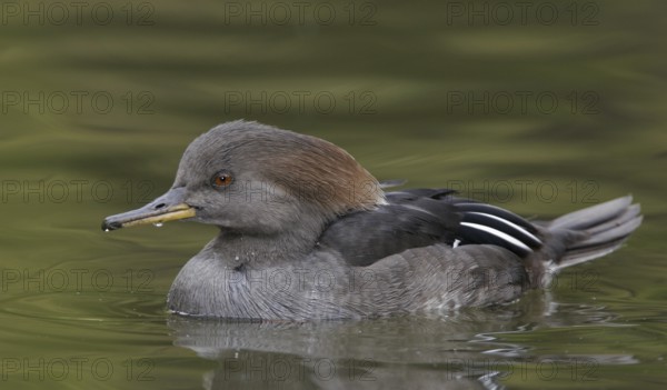 Hooded Merganser (Lophodytes cucullatus) female, Arizona, USA