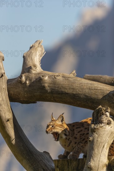 One Eurasian lynx, (Lynx lynx), resting high up on a dead tree. Side view with mountains in the background