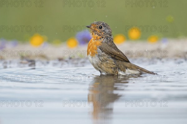 European Robin (Erithacus rubecula) at a waterhole, Aosta Valley, Italy