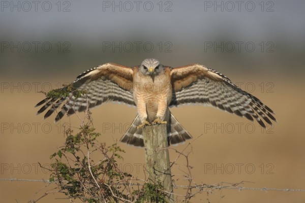 Red-shouldered Hawk (Buteo lineatus), Florida, USA