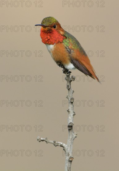 Allen's Hummingbird Male (Selasphorus sasin) - Rancho Palos Verdes, California