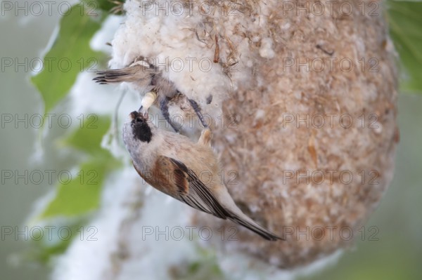 Eurasian Penduline Tit (Remiz pendulinus) female removing faeces out of the nest, Saxony-Anhalt, Germany