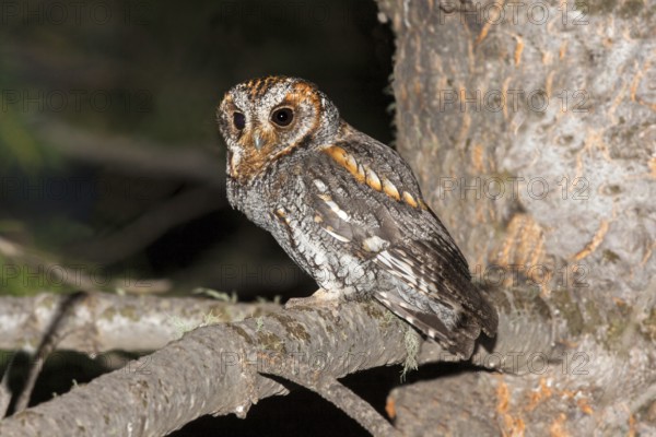 Flammulated Owl Psiloscops flammeolus Santa Catalina Mountains, Pima County, Arizona, United States 4 May Adult male vocalizing. Strigidae