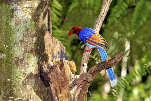 A colourful bird sits on a tree branch and gazes with interest at its surroundings, A jewelled kitta in the jungle of Ratnapura in Sri Lanka (Urocissa ornata)