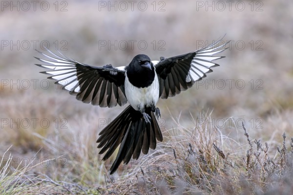Eurasian magpie, common magpie (Pica pica) adult in flight, landing with spread open wings in grassland in winter