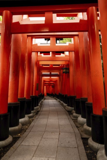 Pathway through the iconic red torii gates at Fushimi Inari-taisha, a famous Shinto shrine in Kyoto, Japan. A peaceful and spiritual symbol of Japanese tradition