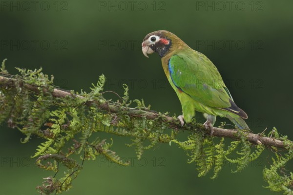 Brown-hooded Parrot (Pyrilia haematotis), Costa Rica