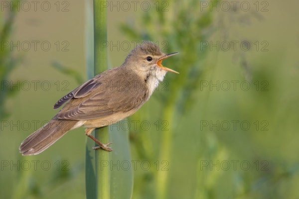 Marsh Warbler (Acrocephalus palustris) male singing in reeds, Poland
