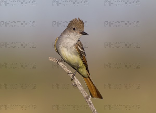 Ash-throated Flycatcher (Myiarchus cinerascens), Arizona, USA