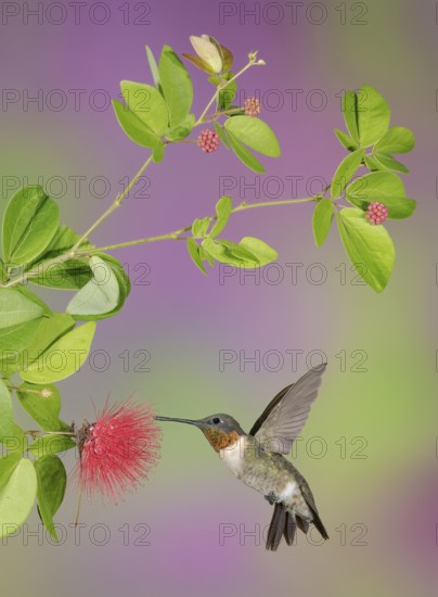 Ruby-throated Hummingbird (Archilochus colubris) male flying while feeding on flower nectar, Texas, USA