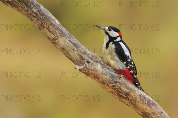 Great Spotted Woodpecker (Dendrocopos major) male, Andalusia, Spain