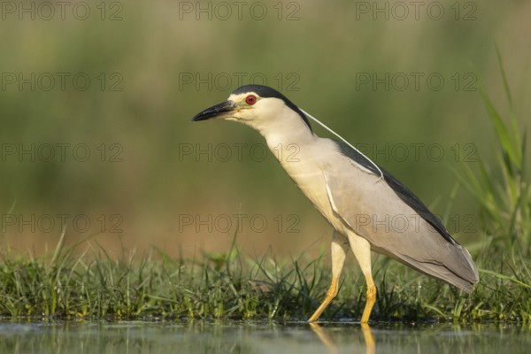 Black-crowned Night Heron (Nycticorax nycticorax), Pusztaszer, Hungary